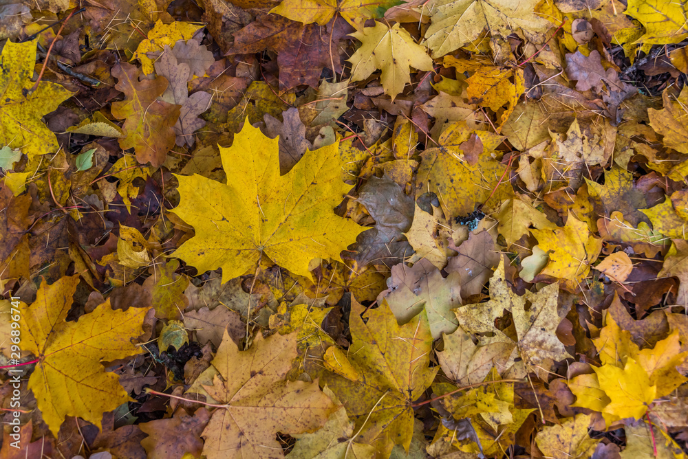 Yellow and Brown Leaves on a Forest Floor in Autumn
