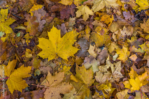 Yellow and Brown Leaves on a Forest Floor in Autumn
