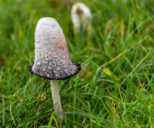 White Mushrooms Growing in Grass on a Wet Autumn Day