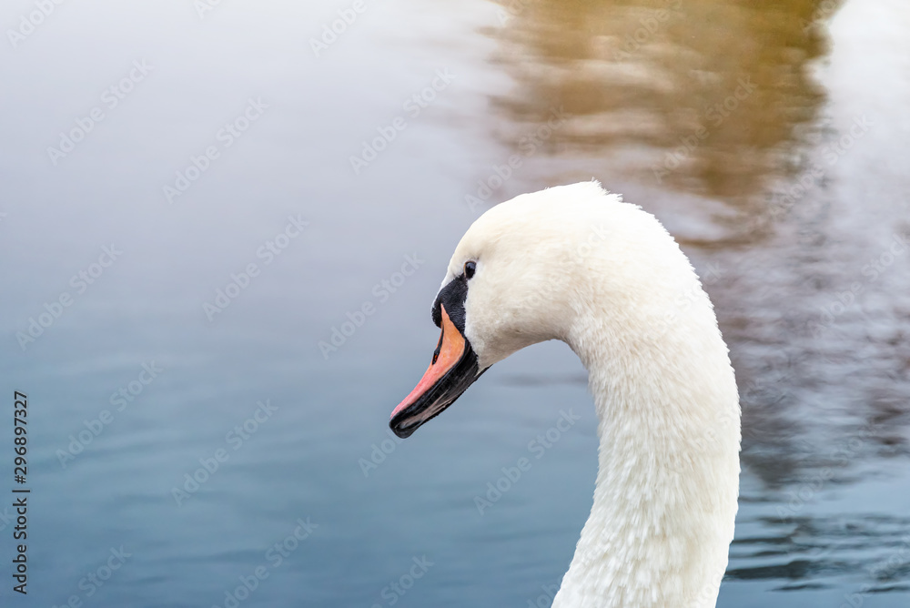 White swans on a pond in an autumn park White swans on a pond in an autumn park