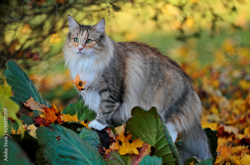 A furry norwegian forest cat stands on a stone in autumn