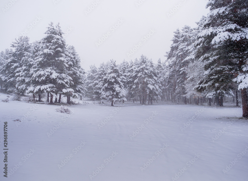 Beautiful winter scene with snow-covered pines