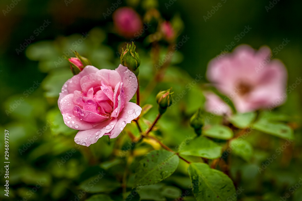 Rose Flowers On A Rainy Day