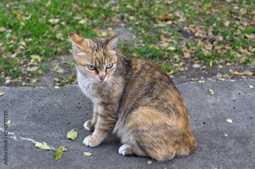 tabby female cat sitting outdoors on a background of autumn leaves