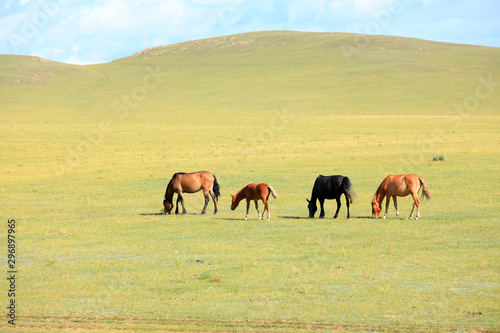 The horses are on the grassland