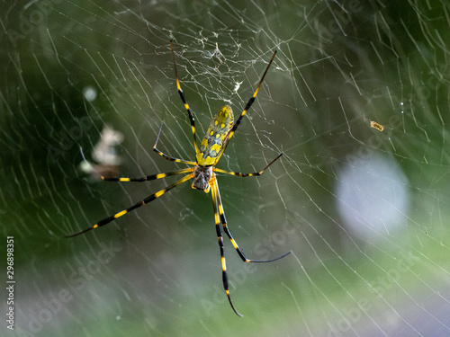 Nephila clavata Joro orb weaver spider on web 7