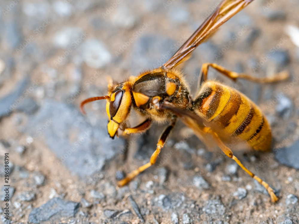 cold Japanese yellow hornet on a roadside 2 cold Japanese yellow hornet on a roadside 2