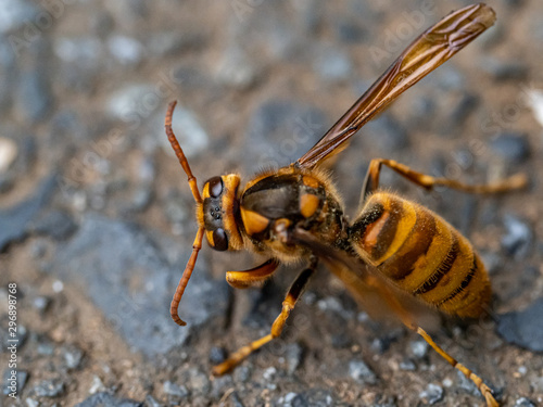 cold Japanese yellow hornet on a roadside 1 © Hanstography