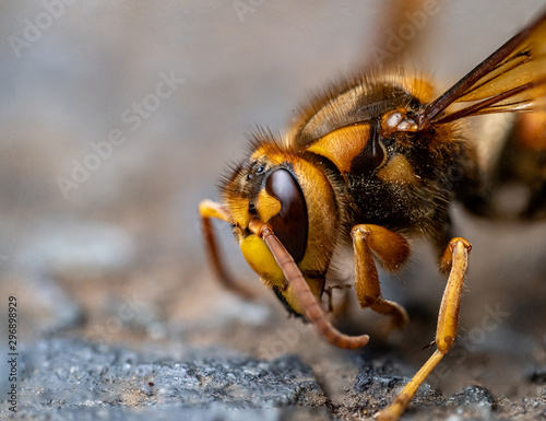 cold Japanese yellow hornet on a roadside 7 © Hanstography