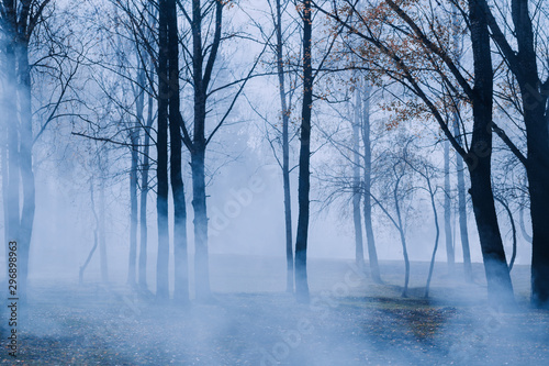 autumn park with mystery fog © Maya Kruchancova