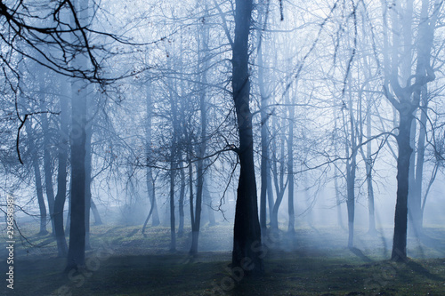 autumn park with mystery fog