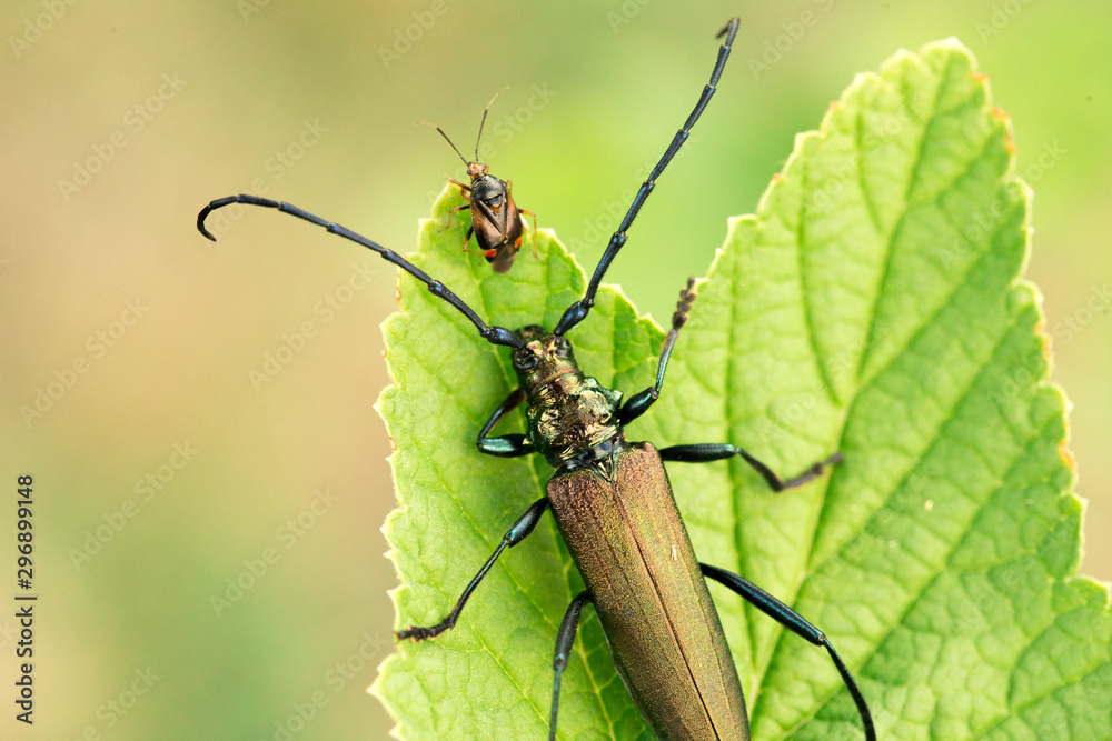 Musk beetle Aromia moschata close-up, Eurasian species of longhorn beetle, climbing on a plant in its natural habitat With another beetle in front of it. Musk beetle Aromia moschata close-up, Eurasian species of longhorn beetle, climbing on a plant in its natural habitat With another beetle in front of it.