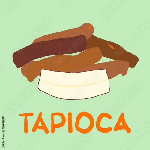 vector illustration of tapioca  brown fruits on green background  and hand drawn text tapioca 