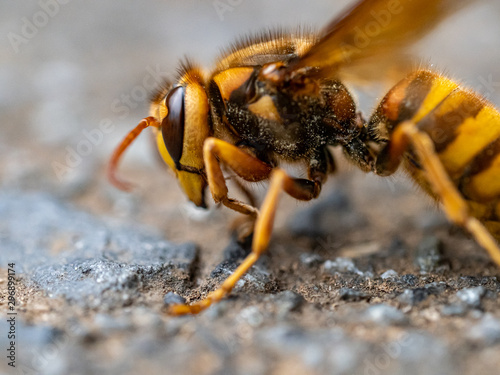 cold Japanese yellow hornet on a roadside 3