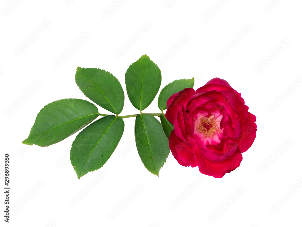 Damask Rose flower on white background.