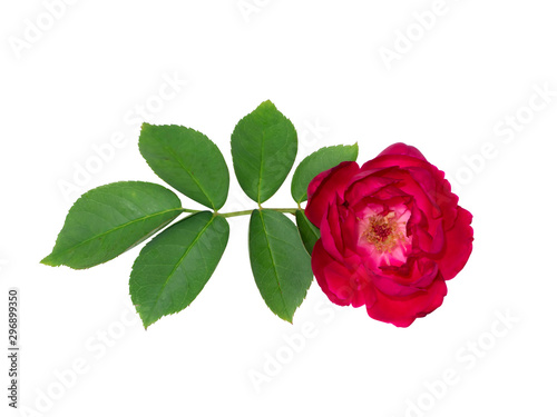 Fototapeta Naklejka Na Ścianę i Meble -  Damask Rose flower on white background.
