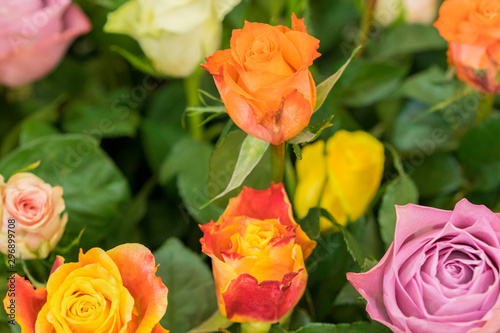 Bright multicolored bouquet of roses. Natural flowers background  soft focus. Colorful roses flower background  group of multicolor rose make from clay  handmade product