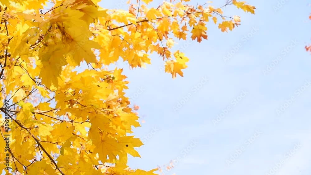 autumn concept yellow leaves and bright blue sky autumn concept yellow leaves and bright blue sky