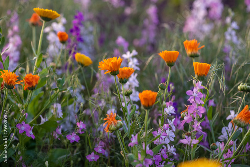 Colorful flowering herb meadow with purple blooming phacelia, orange calendula officinalis and wild chamomile. Meadow flowers photographed landscape format suitable as wall decoration in wellness area © JürgenBauerPictures