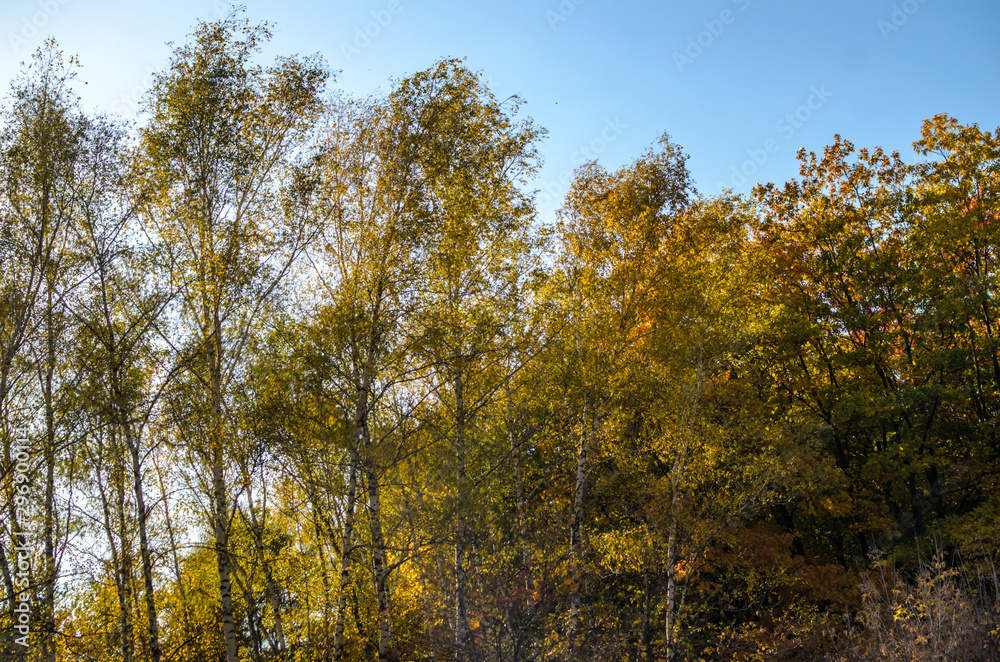 Autumn trees texture and background with clear blue sky