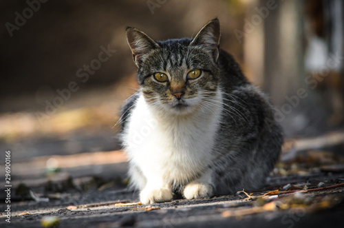 Cat with white breast sitting on the pavement portrait