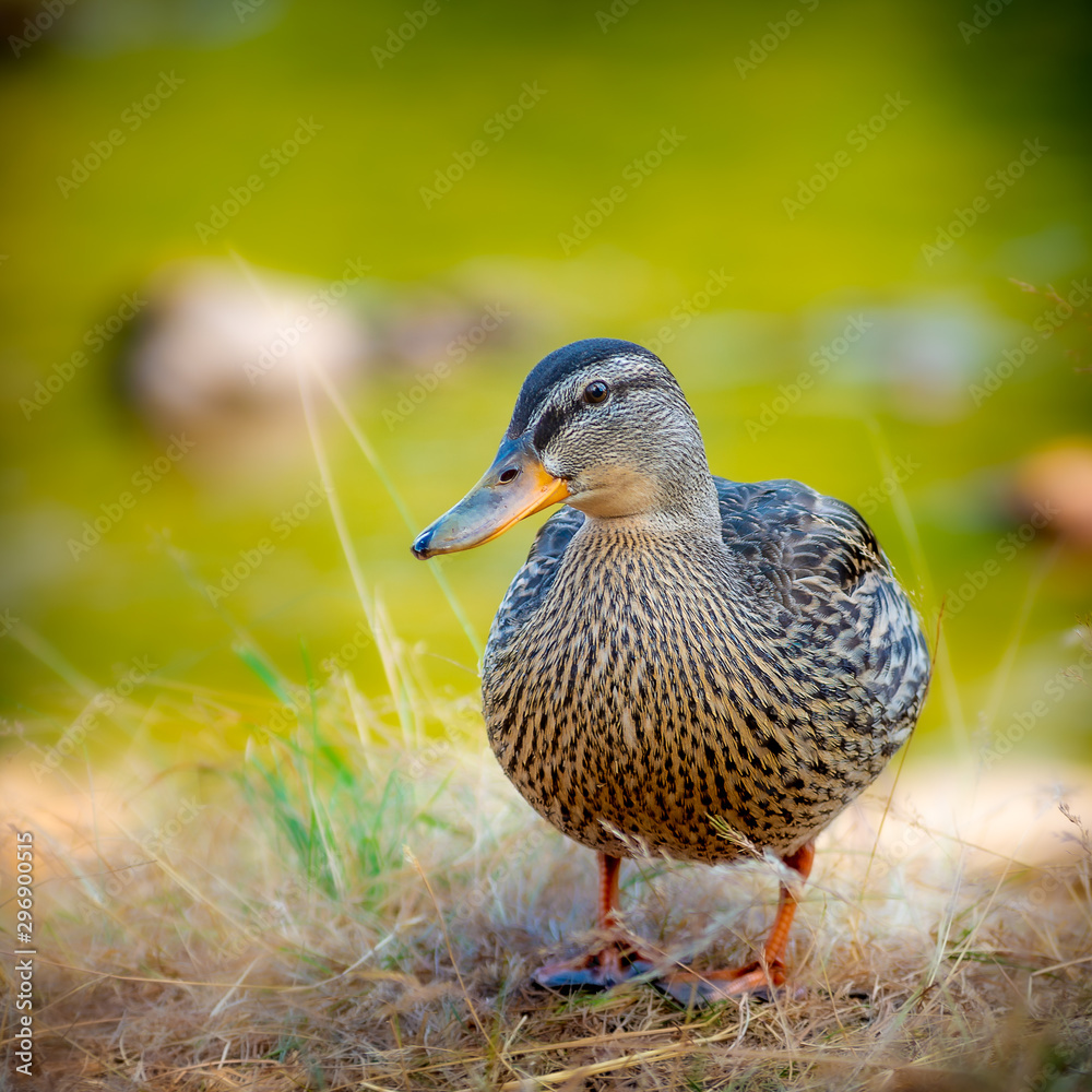Fototapeta premium ente