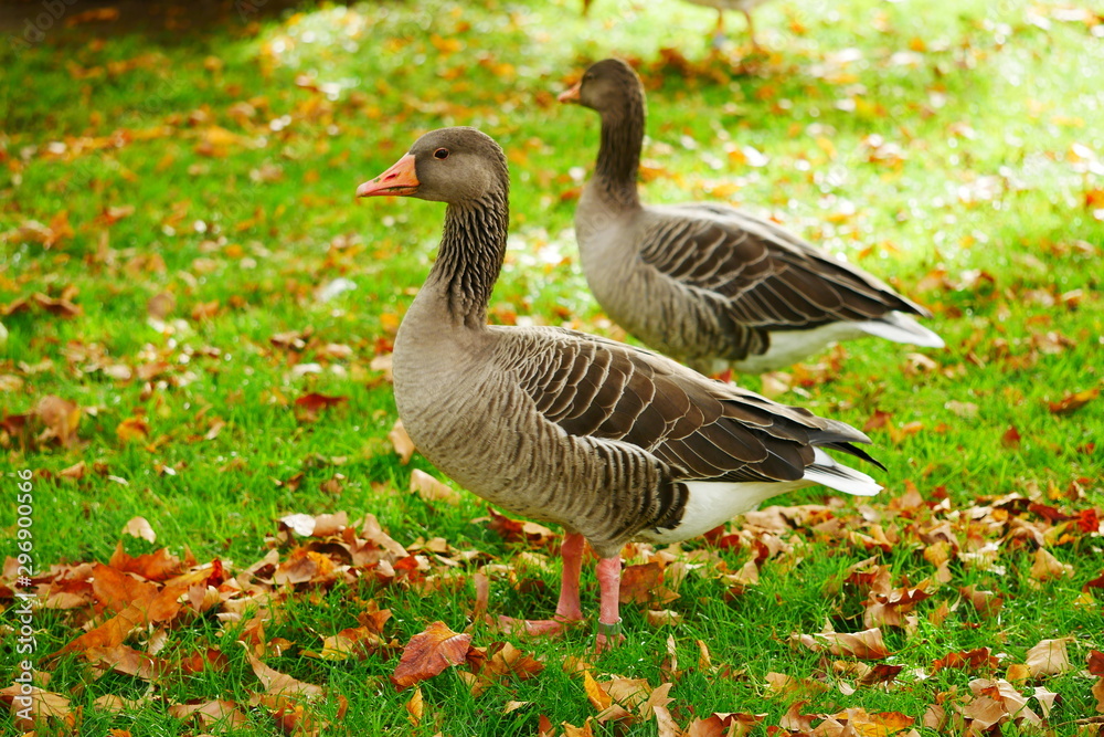 Graugans Schlosspark Stuttgart Oktober 2019 Graugans Schlosspark Stuttgart Oktober 2019