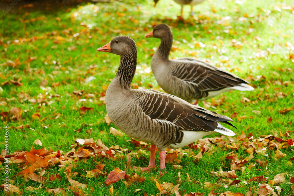 Graugans Schlosspark Stuttgart Oktober 2019 Graugans Schlosspark Stuttgart Oktober 2019