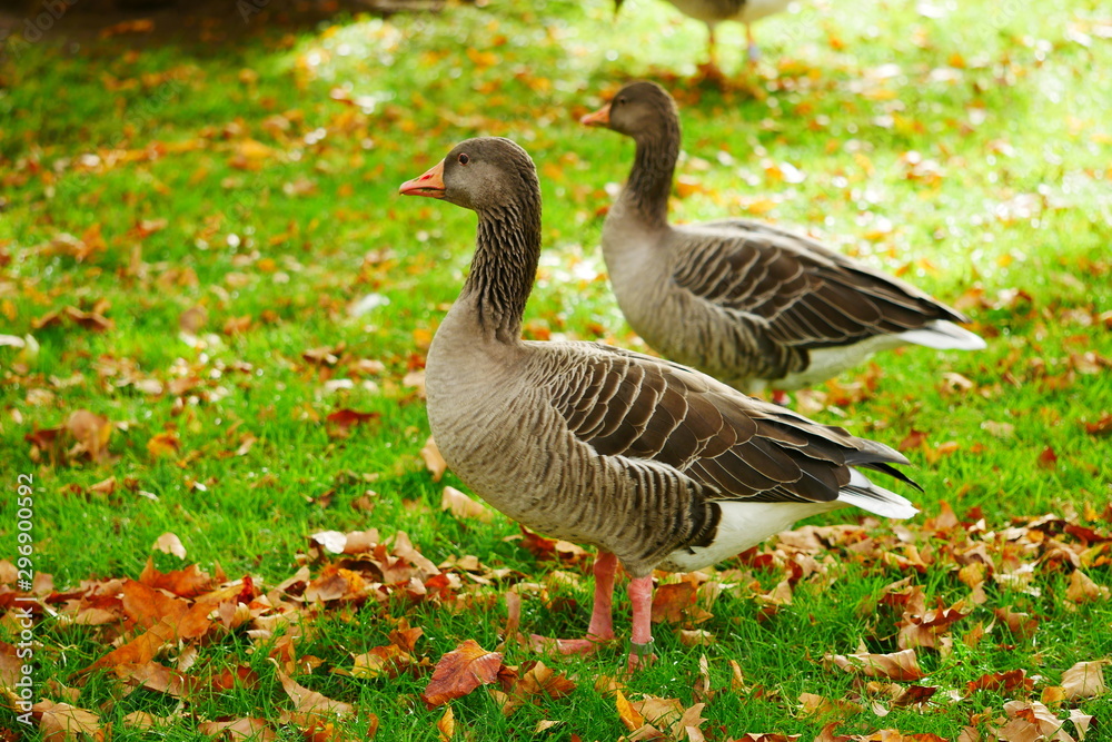 Graugans Schlosspark Stuttgart Oktober 2019 Graugans Schlosspark Stuttgart Oktober 2019