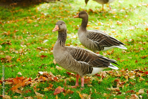 Graugans Schlosspark Stuttgart Oktober 2019