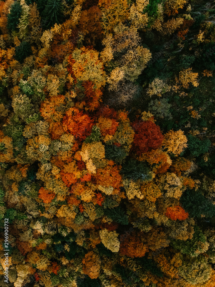 Beautiful Colorful Autumn Forest from above 