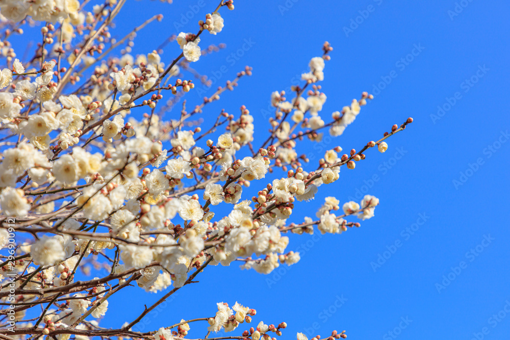 Flowering of plums in Tokyo - Japanese early spring Flowering of plums in Tokyo - Japanese early spring