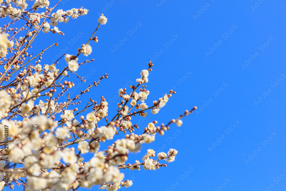 Flowering of plums in Tokyo - Japanese early spring Flowering of plums in Tokyo - Japanese early spring