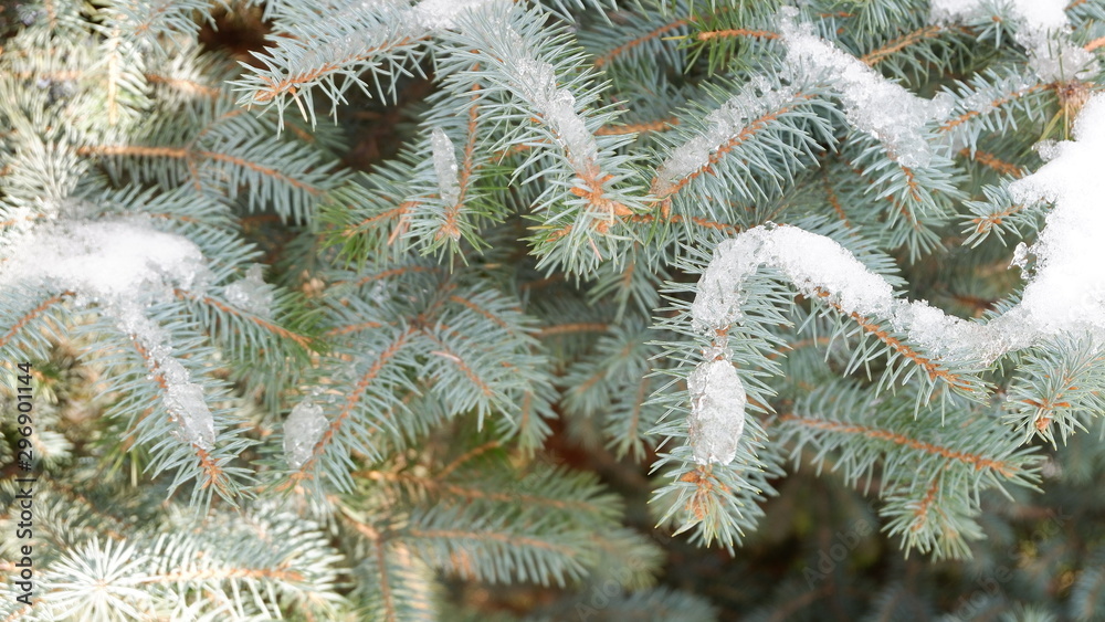 branch of a christmas tree branch of a christmas tree