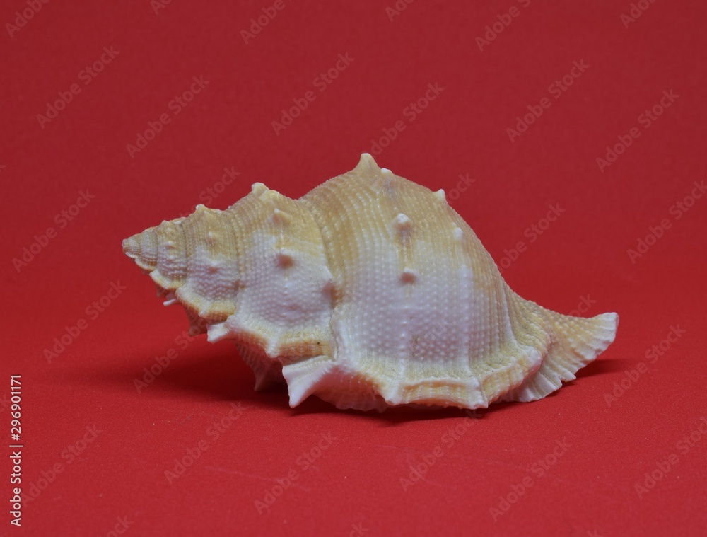 Small seashell side view on red background Small seashell side view on red background