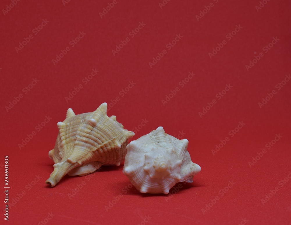 Two seashells together on red background Two seashells together on red background