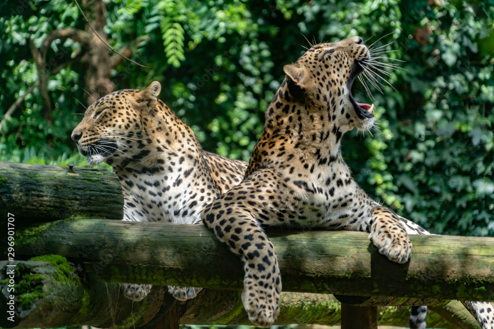 Naklejka premium Leopard in a spanish zoo