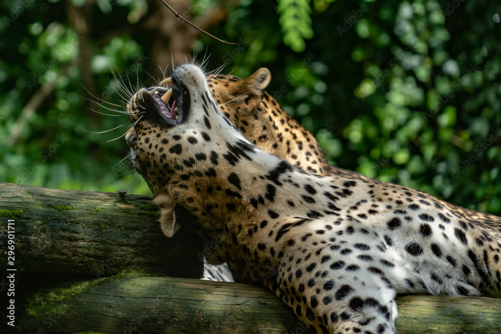 Fototapeta premium Leopard in a spanish zoo