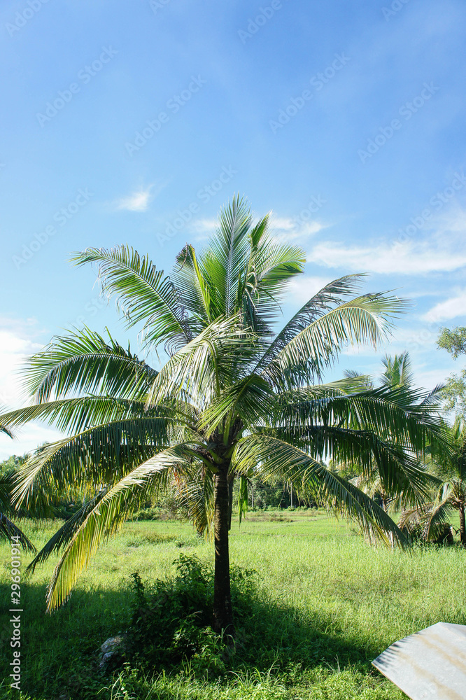 The Coconut, rice field with Blue sky ,outdoor style