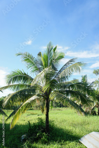 The Coconut  rice field with Blue sky  outdoor style