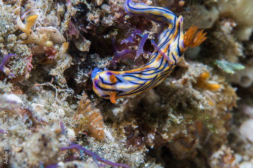 Hypselodoris nigrostriata nudibranch - bluish sea slug with black lines and yellow patches.