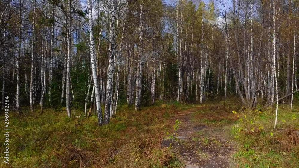 Birch Grove in Autumn. Drone Flying Through Colorful Yellow Leaf-Bearing Deciduous Fall Forest. Aerial View Birch Grove in Autumn. Drone Flying Through Colorful Yellow Leaf-Bearing Deciduous Fall Forest. Aerial View