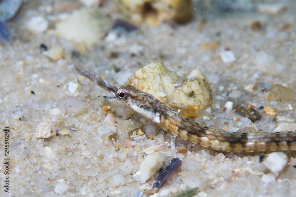 Longsnout pipefish (Syngnathus temminckii) on the ocean floor side view. Longsnout pipefish (Syngnathus temminckii) on the ocean floor side view.
