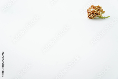 dry jasmine on white background, dry flower vintage style