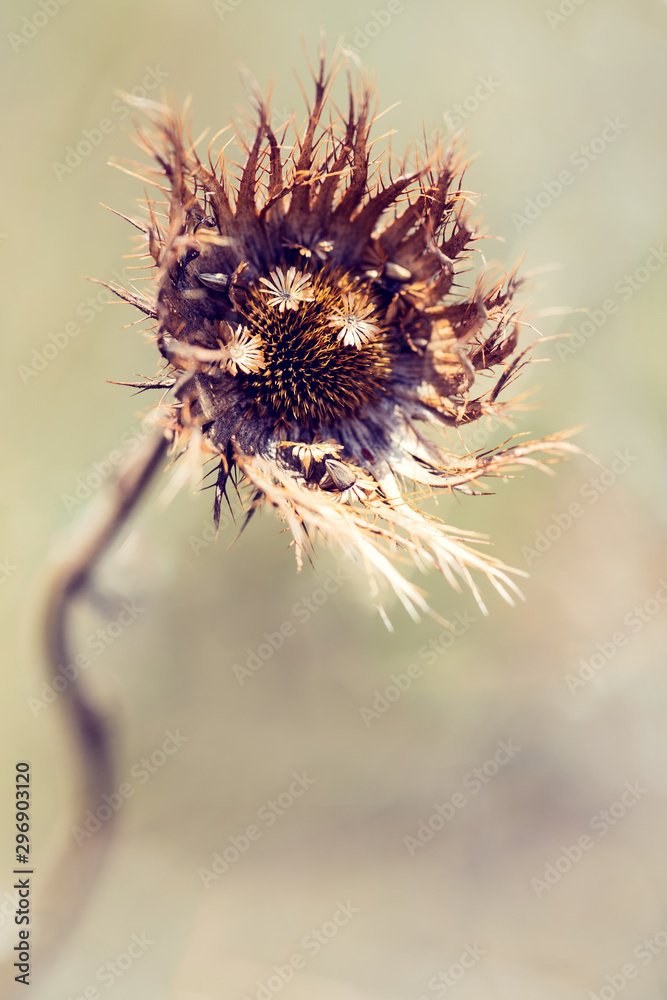 Macro of brown wild flower seeds with detail and texture