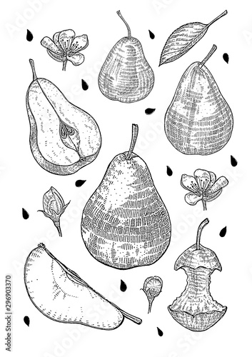 pear fruit flower stub vector