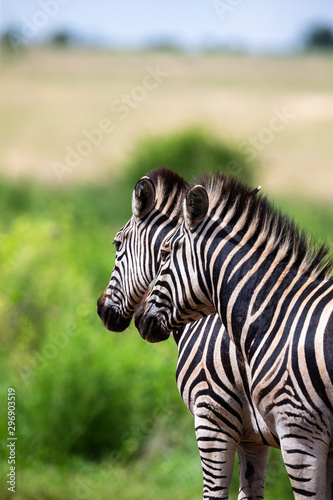Two Zebra companions walking through the veldt with long grass