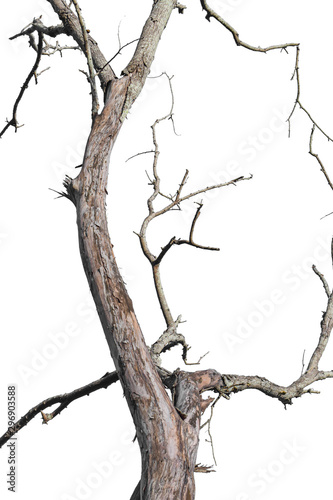 Fototapete Dry tree branch isolated on white background