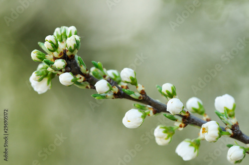 sich öffnende Blüten des eingriffeligen Weißdorns (Crataegus monogyna)