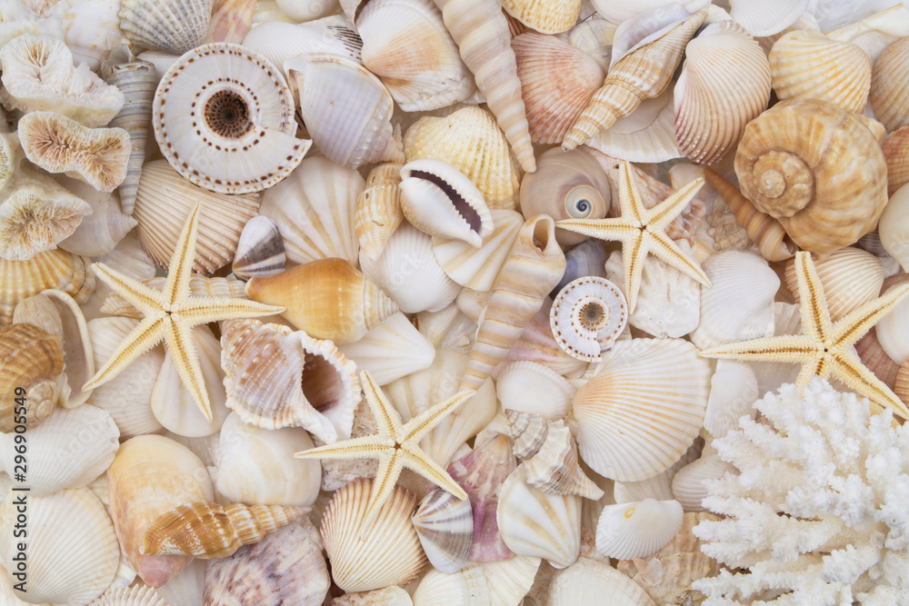 Many amazing seashells, coral and starfishes mixed